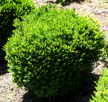 Opinion you Buxus microphylla var japonica morris midget consider, that Amusing Buxus microphylla var japonica morris midget