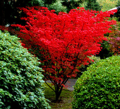 Acer palmatum ' Shindeshojo ' Spring Red Japanese Maple - Kigi Nursery