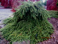 Picea abies 'Little Gem' Dwarf Norway Spruce