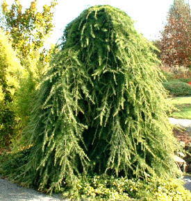 Cedrus deodara ' Pendula ' Weeping Himalayan Cedar - Kigi Nursery