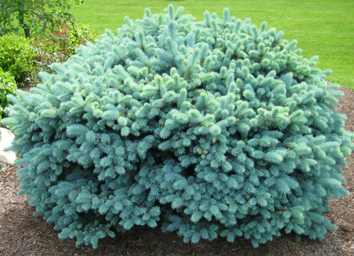 Dwarf Round Colorado Blue Spruce | Buy at Kigi Nursery