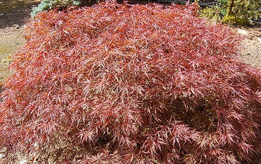 acer dragon palmatum dissectum weeping maple japanese