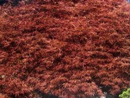 Acer palmatum bloodgood Acer palmatum bloodgood