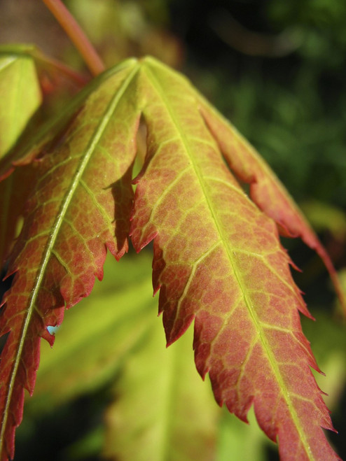 Acer palmatum ' Katsura ' Japanese Maple Tree - Kigi Nursery