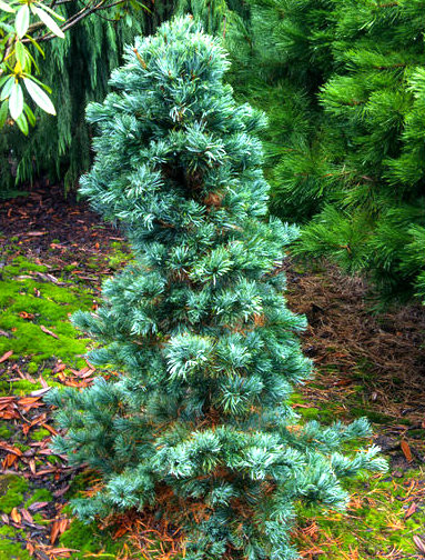 Pinus flexilis ' Cesarini Blue ' Narrow Limber Pine Tree - Kigi Nursery