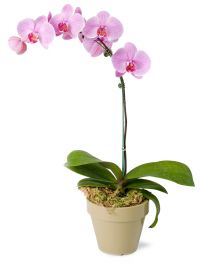 how to take care of an orchid purchased from your florist how to take care of an orchid purchased from your florist