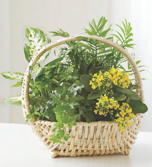 european dish garden european dish garden european dish garden european dish garden