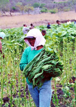 happy-tobacco-picker.jpg