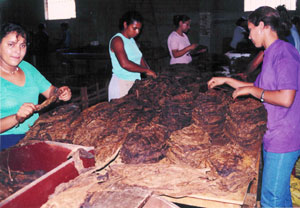 ladies-selecting-tobacco.jpg