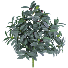 Case of 12 - 18" Greek Island Olive Bush x 4