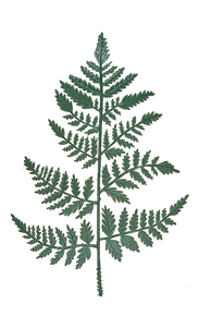 Case of  24 - 13" Leather Leaf Plastic Stem