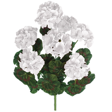 Case of 12 - 18" White Geranium Bush x 7