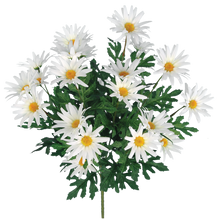 Case of 6 - 19" Wild Daisy Bush x 12