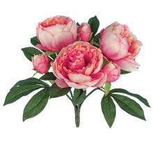 Case of 6 - 15" Coral Pink Peony Bush x 6