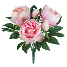 Case of 6 - 15" Pink Peony Bush x 6