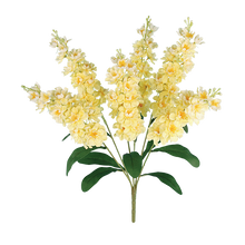 Case of 6 - 22" Yellow Delphinium Bush x 6