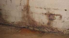 Mold on concrete Mold on concrete