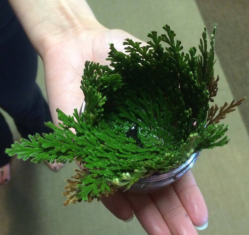 Rose of Jericho . Money, Success, Wishes, Blessings