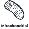 Buy Mitochondrial Support Supplements