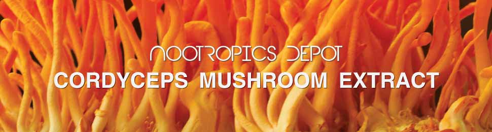 Cordyceps Militaris Extract Buy Cordyceps Mushroom