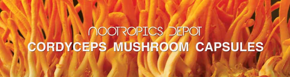Cordyceps Militaris Capsules Buy Cordyceps Capsules