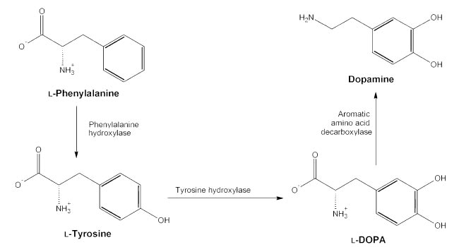 L-Tyrosine Enzyme Interactions