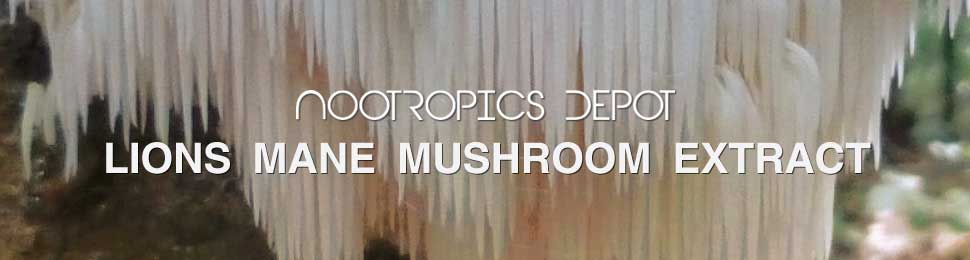 Hericium Erinaceus Extract Buy Lion's Mane Mushroom