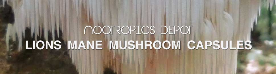 Hericium Erinaceus Extract Lion's Mane Mushroom