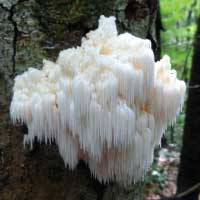 Hericium Erinaceus Extract Lion's Mane Mushroom