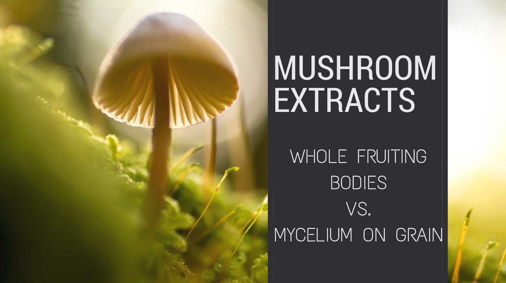 Mushroom Extracts Whole Fruiting Bodies vs. Mycelium on Grain
