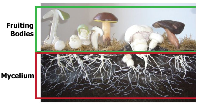 Mycelium vs. Fruiting Bodies