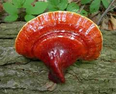 Red Reishi Mushroom In Nature