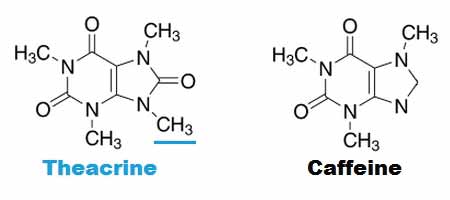 Theacrine vs Caffeine