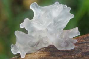 The White Jelly Mushroom (Tremella fuciformis)