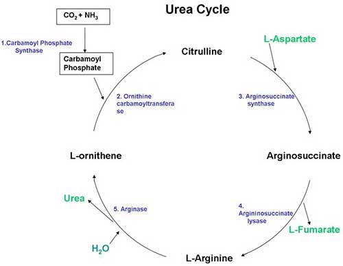 L-Citrulline vs. L-Citrulline DL-Malate: Which Is Best? - Nootropics Depot