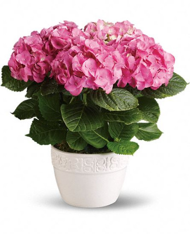 Hydrangea pink plant delivered by Swedish florists.