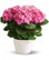 Hydrangea pink plant delivered by Swedish florists.
