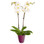 White orchid plant Phalaenopsis for shipping anywhere in Sweden.