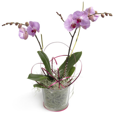 Sweden pink orchid plant for delivery nationwide by local florist shops.