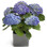 Buy Blue Hydrangea in Sweden.