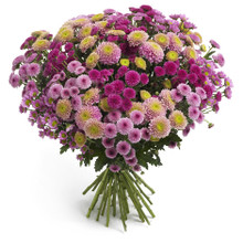 Chrysanthemums in Sweden for delivery anywhere.