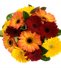 Mixed colors daisy gerberas bouquet arranged by local florists in Sweden.
