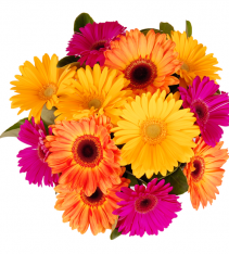 Hot colors bouquet., arranged gerberas hand tied for delivery in Sweden.