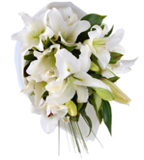 Open full lilies white blooms Sweden.