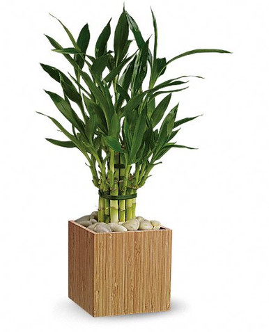 Lucky bamboo plant a nice gift to be sent to your friends or family in Sweden.