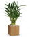 Lucky bamboo plant a nice gift to be sent to your friends or family in Sweden.