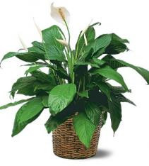 spatyphilium or peace lily plant get it shipped anywhere in sweden.