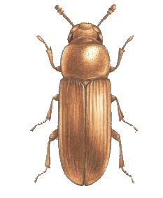 rice flour beetle culture rainbow mealworms