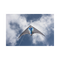 HQ Shadow Lightwind Stunt Kite Flying