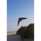 HQ Bat Kite Speed Line Stunt Kite Flying